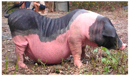 Animals 13 03072 i023 Animals 13 03072 i023