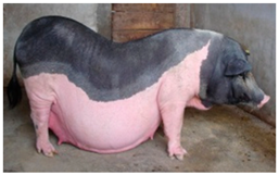 Animals 13 03072 i024 Animals 13 03072 i024