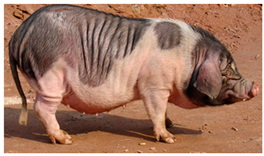 Animals 13 03072 i025 Animals 13 03072 i025