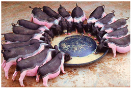 Animals 13 03072 i027 Animals 13 03072 i027