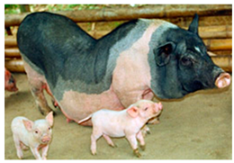 Animals 13 03072 i028 Animals 13 03072 i028