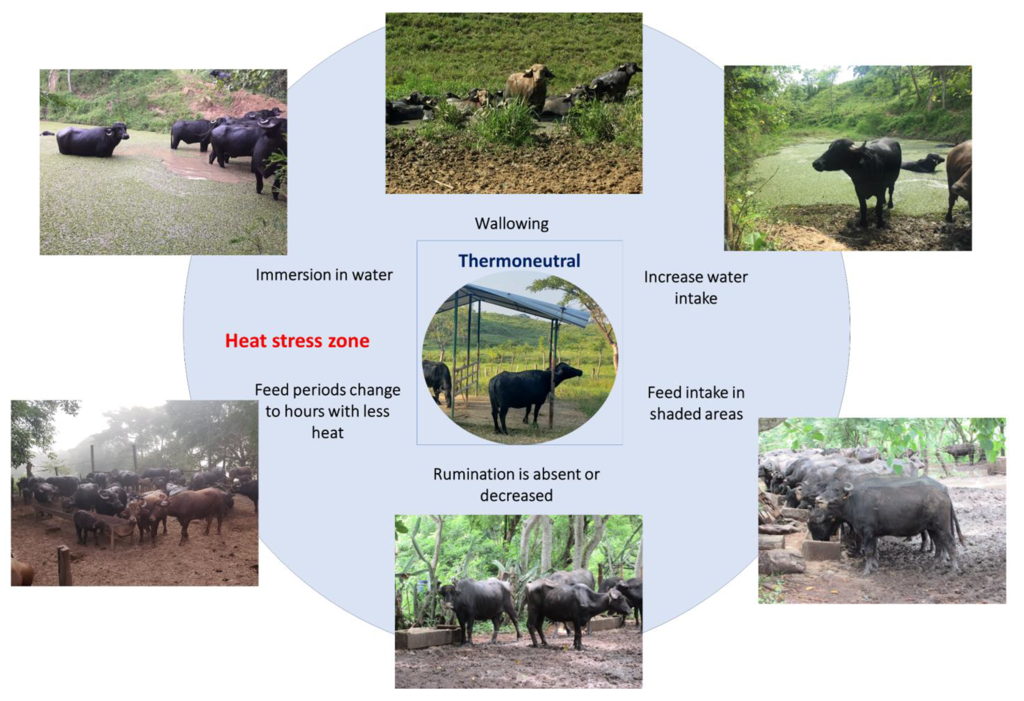 Animals 13 03103 g004