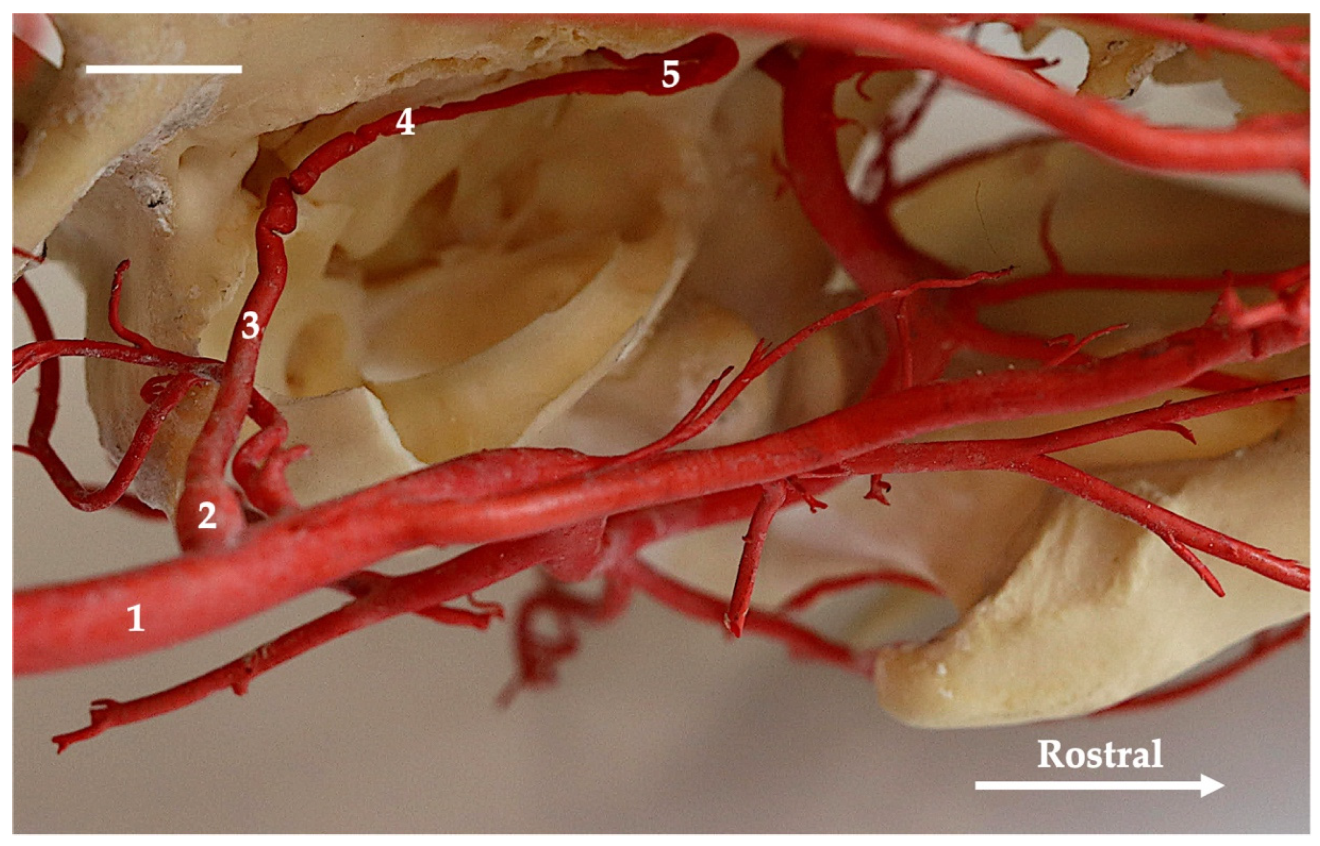 Animals 13 03144 g002