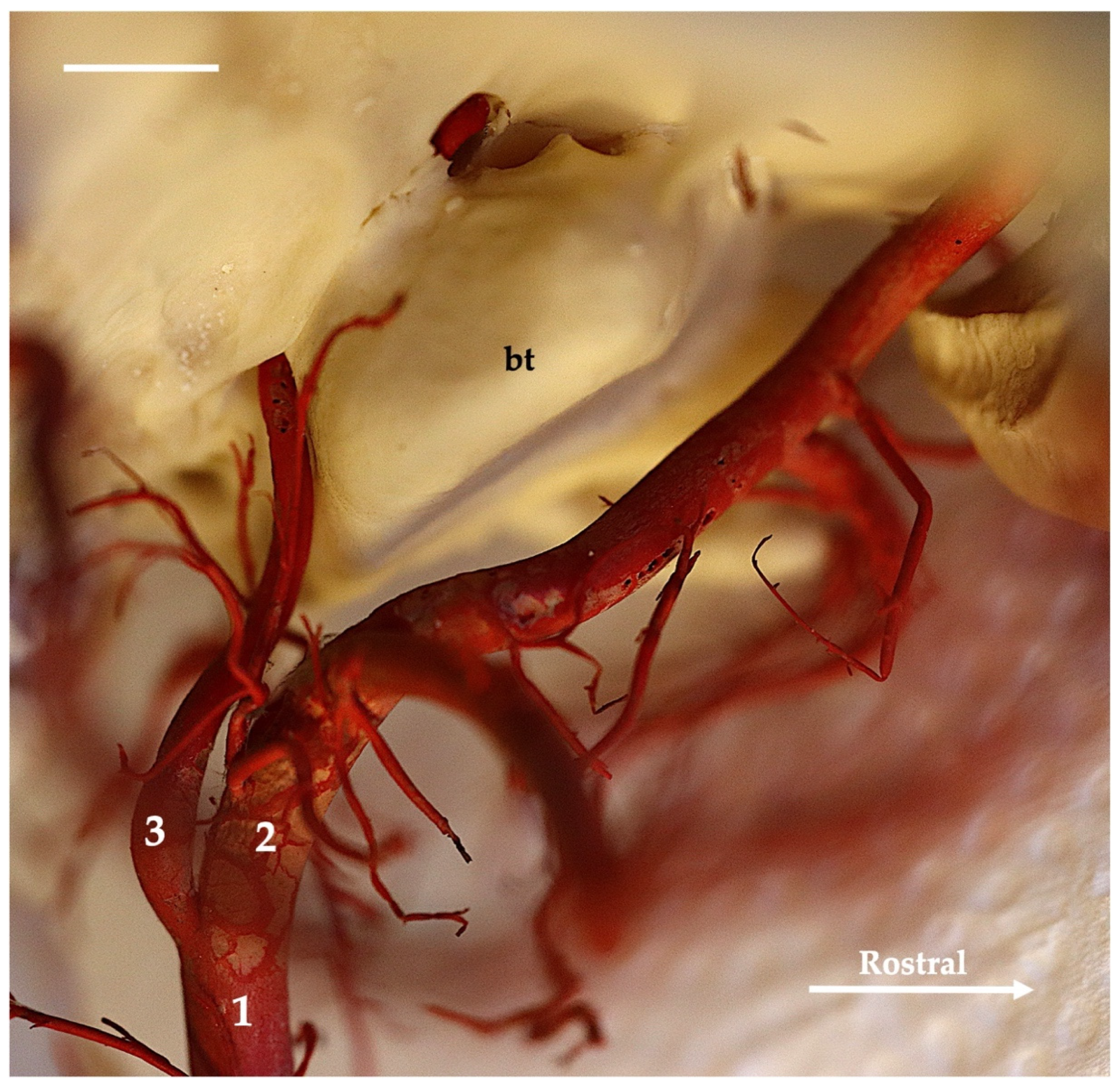 Animals 13 03144 g006