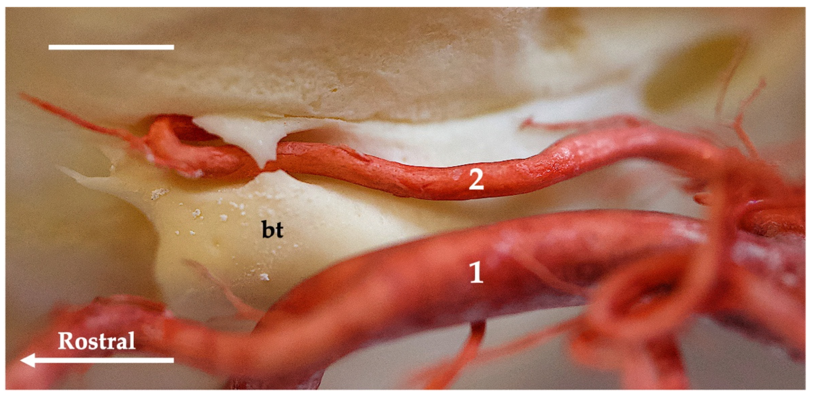 Animals 13 03144 g007