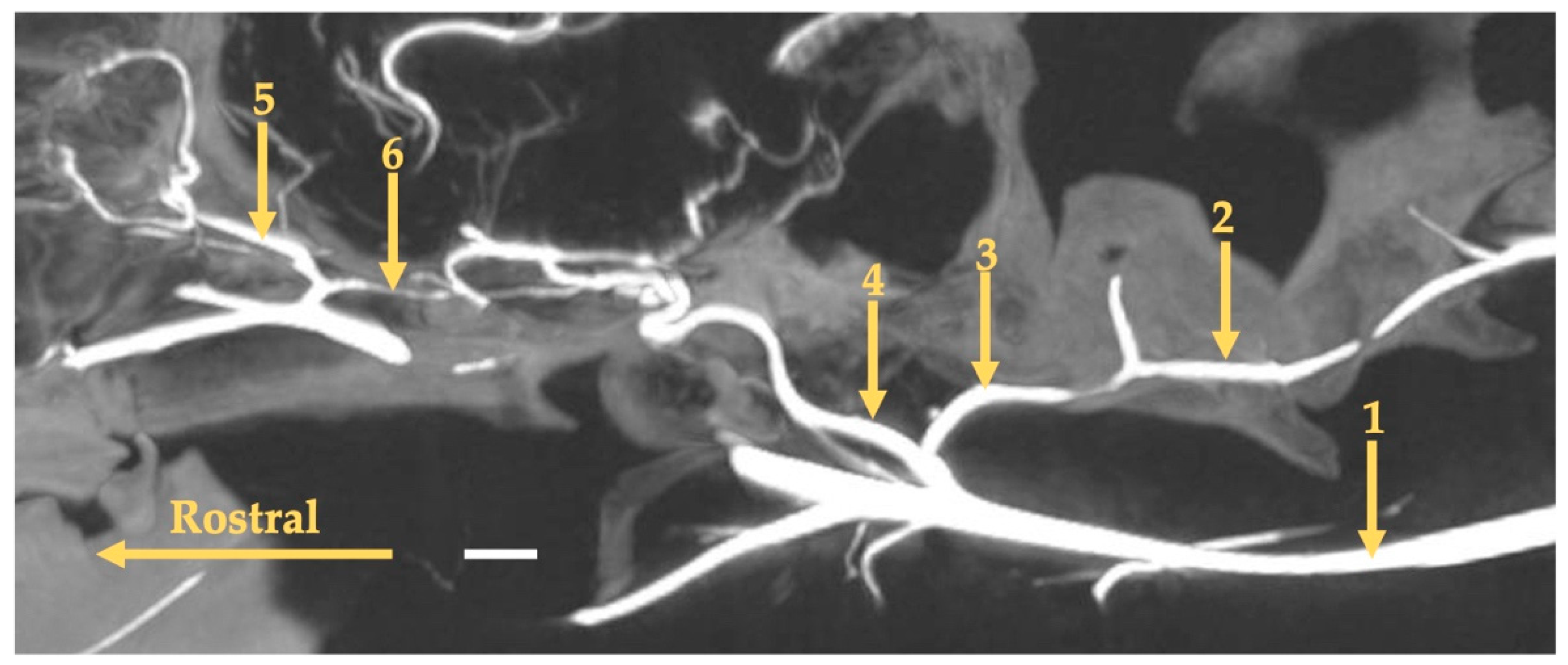 Animals 13 03144 g009