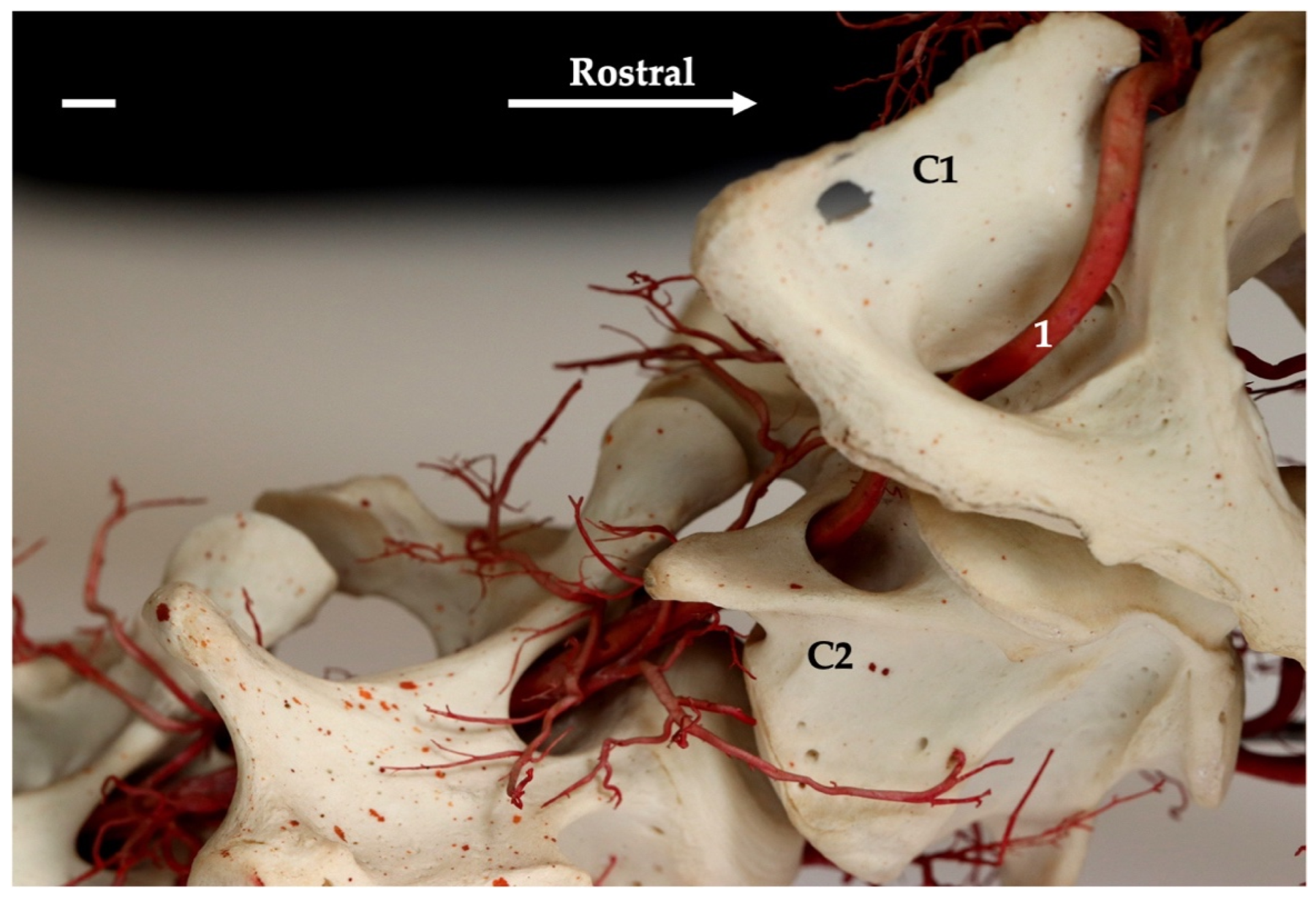 Animals 13 03144 g010