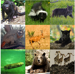 Animals 13 03168 i002