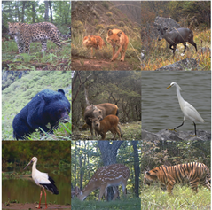 Animals 13 03168 i003