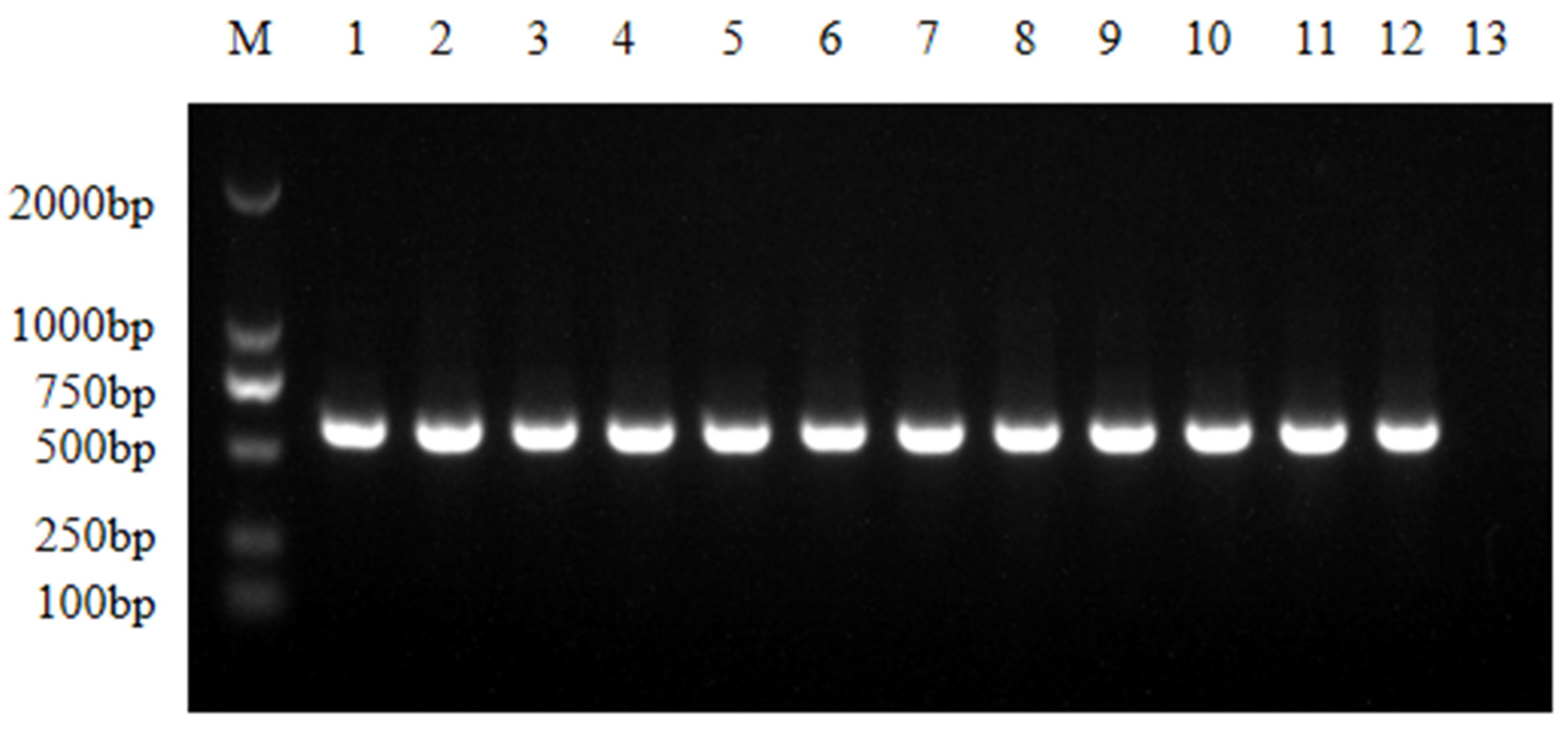 Animals 13 03194 g002