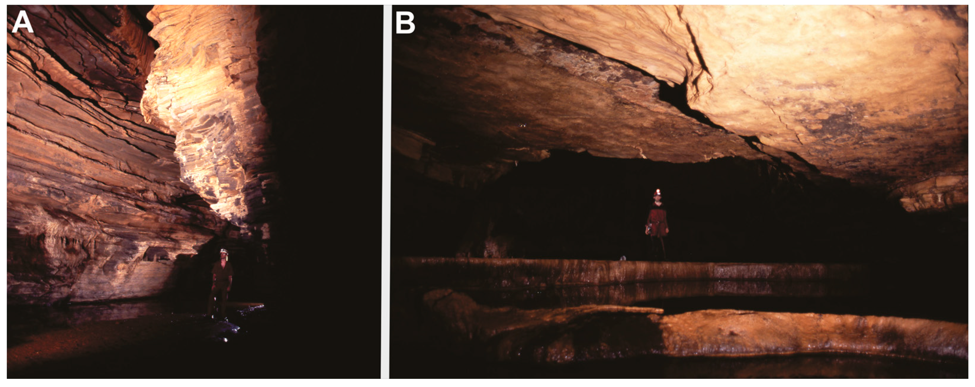 Animals 13 03199 g002