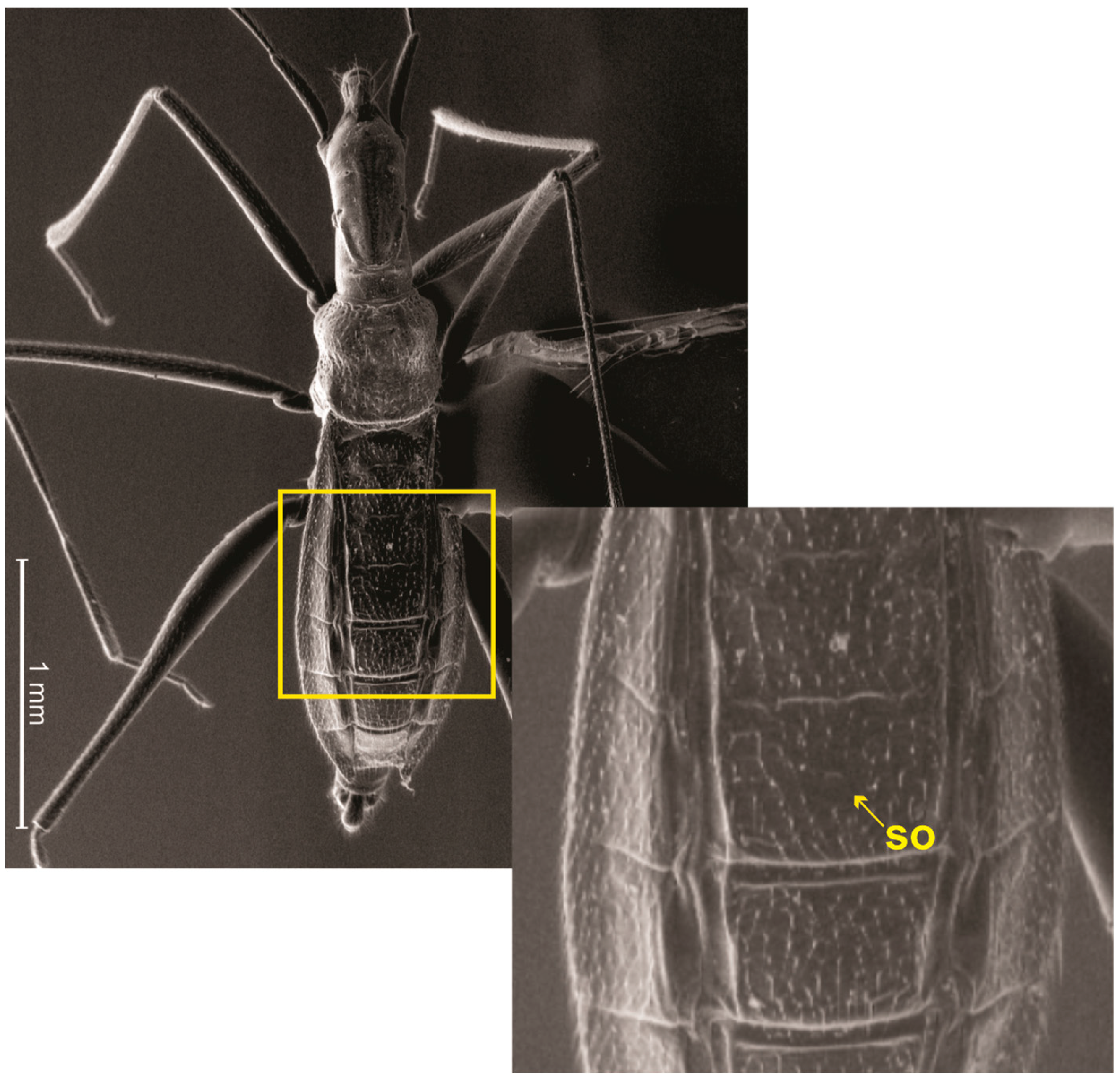 Animals 13 03199 g005