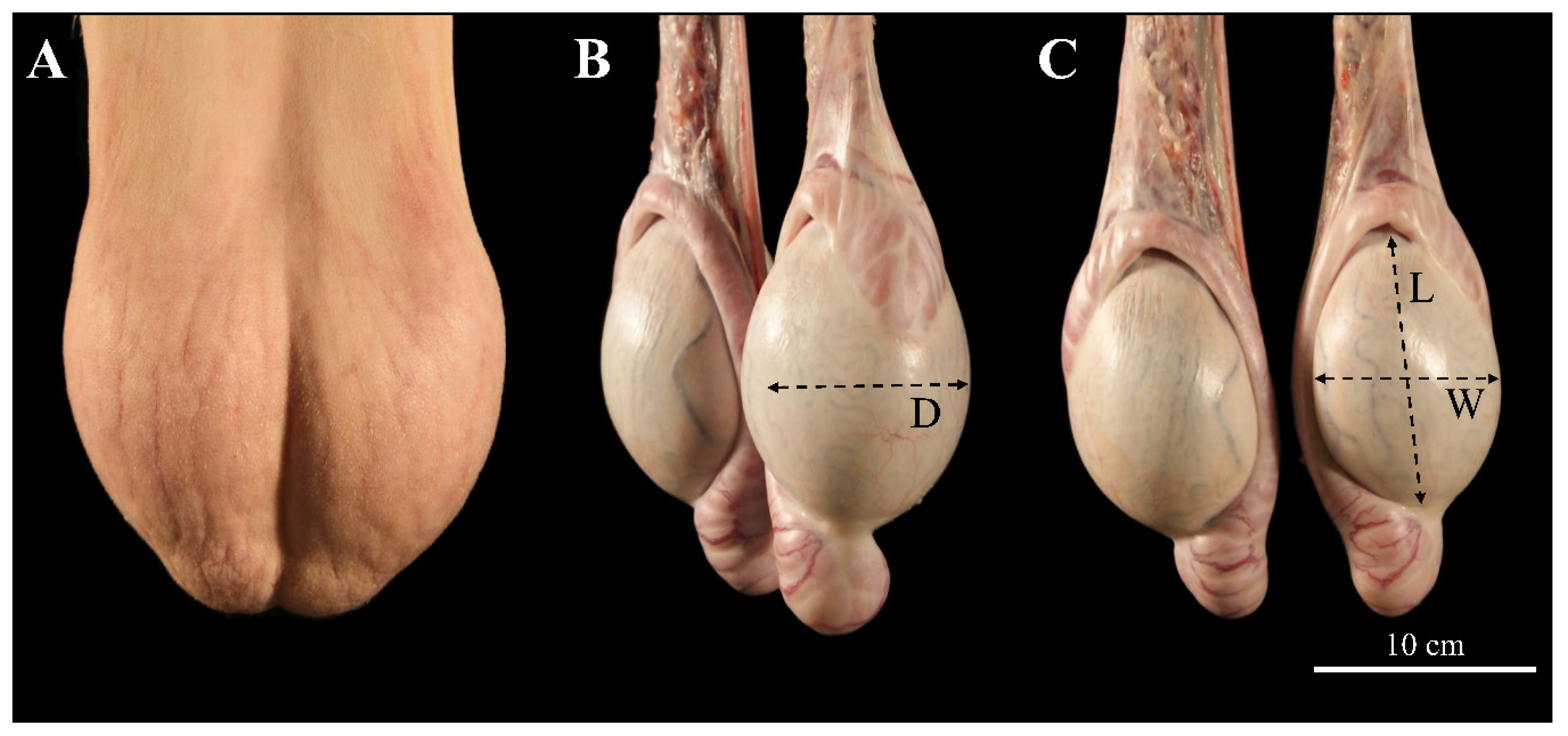 Animals 13 03204 g001