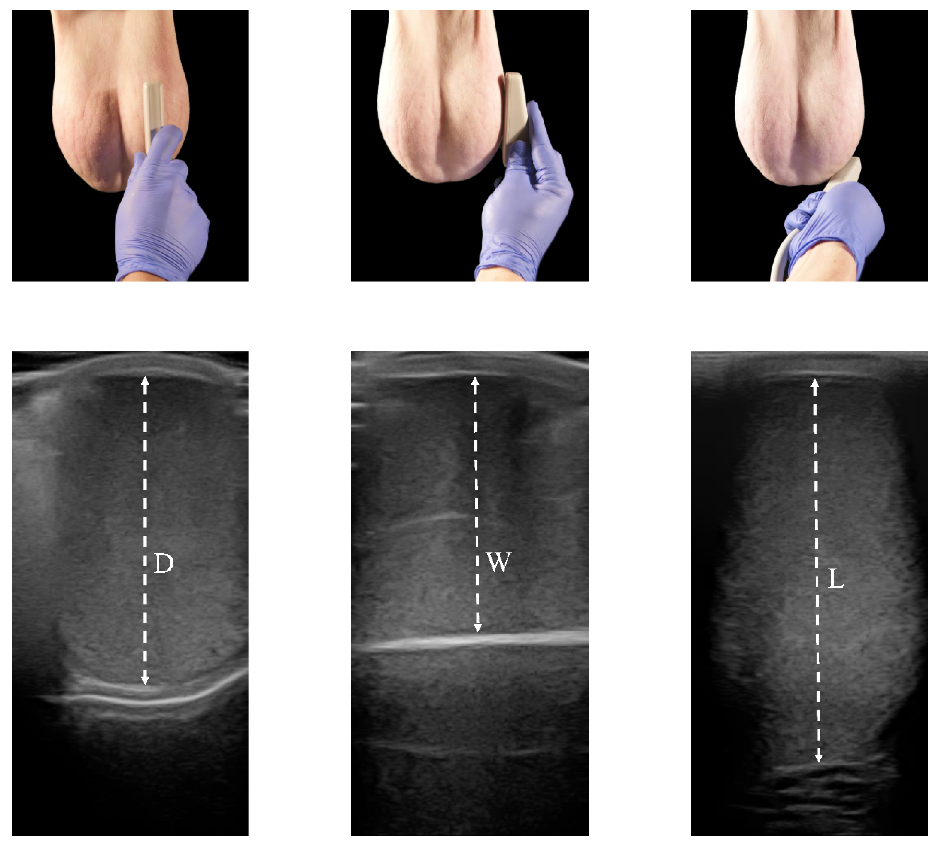 Animals 13 03204 g002