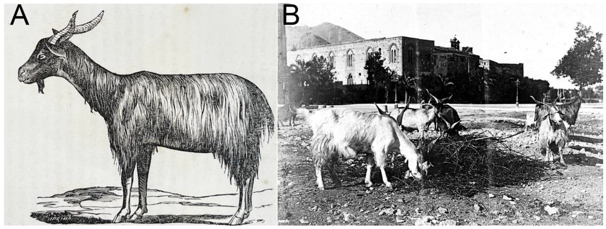 Animals 13 03207 g001