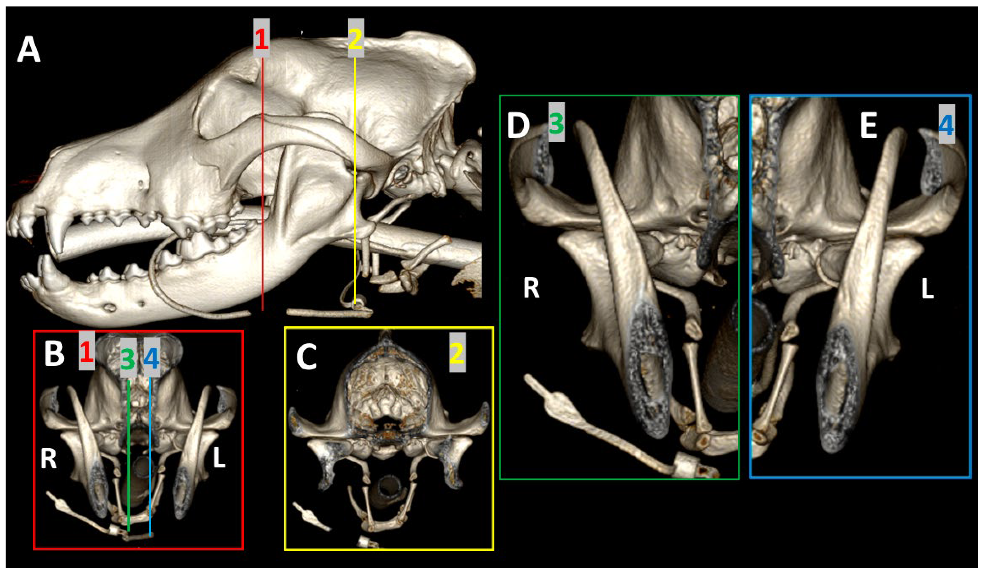 Animals 13 03231 g001