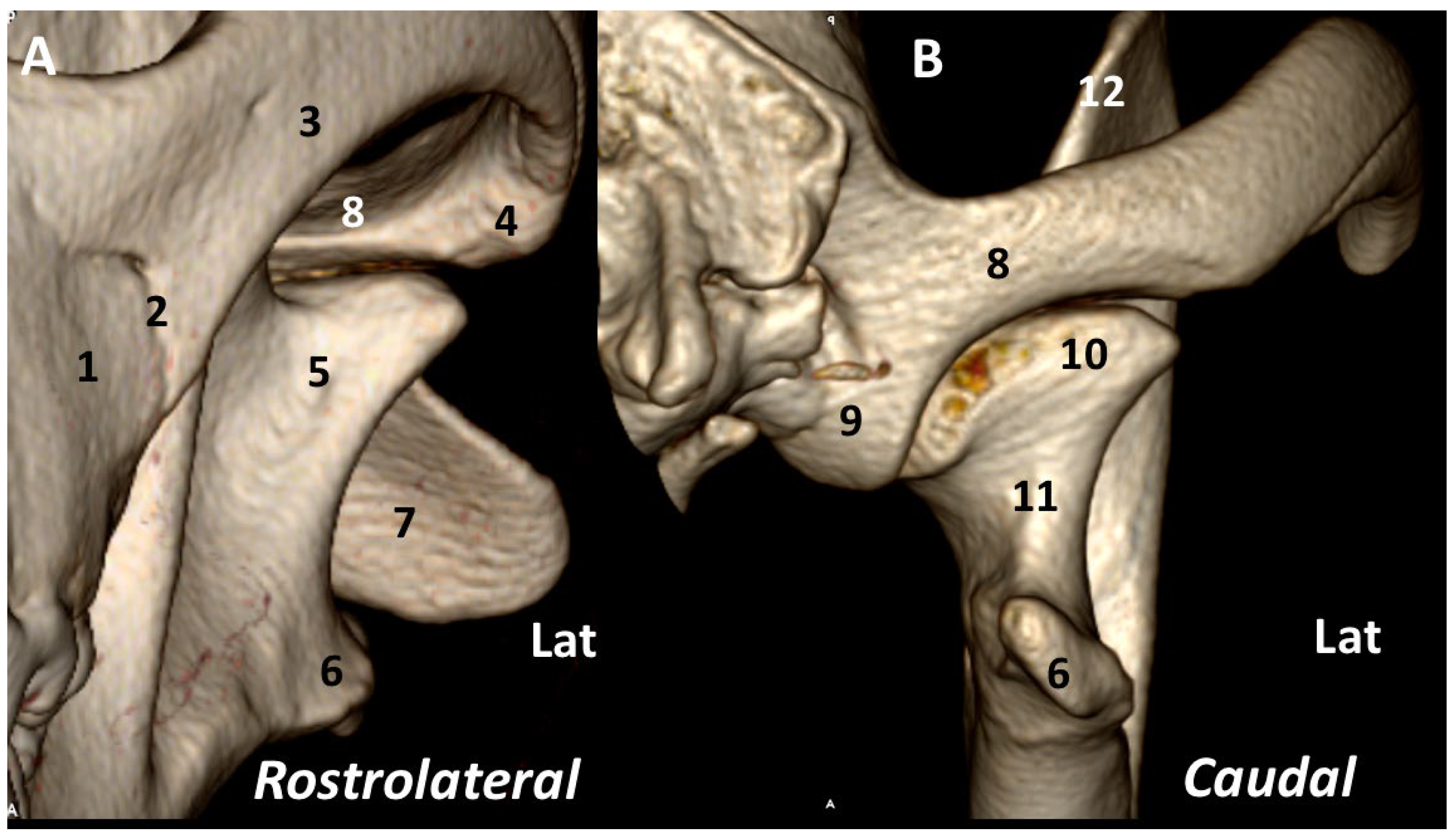 Animals 13 03231 g004