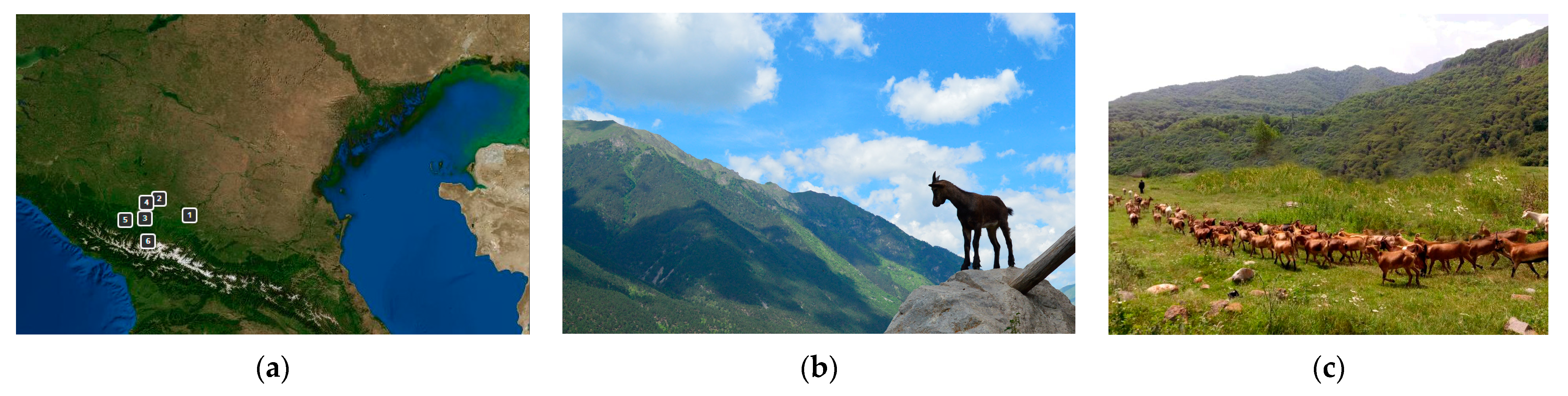 Animals 13 03237 g001