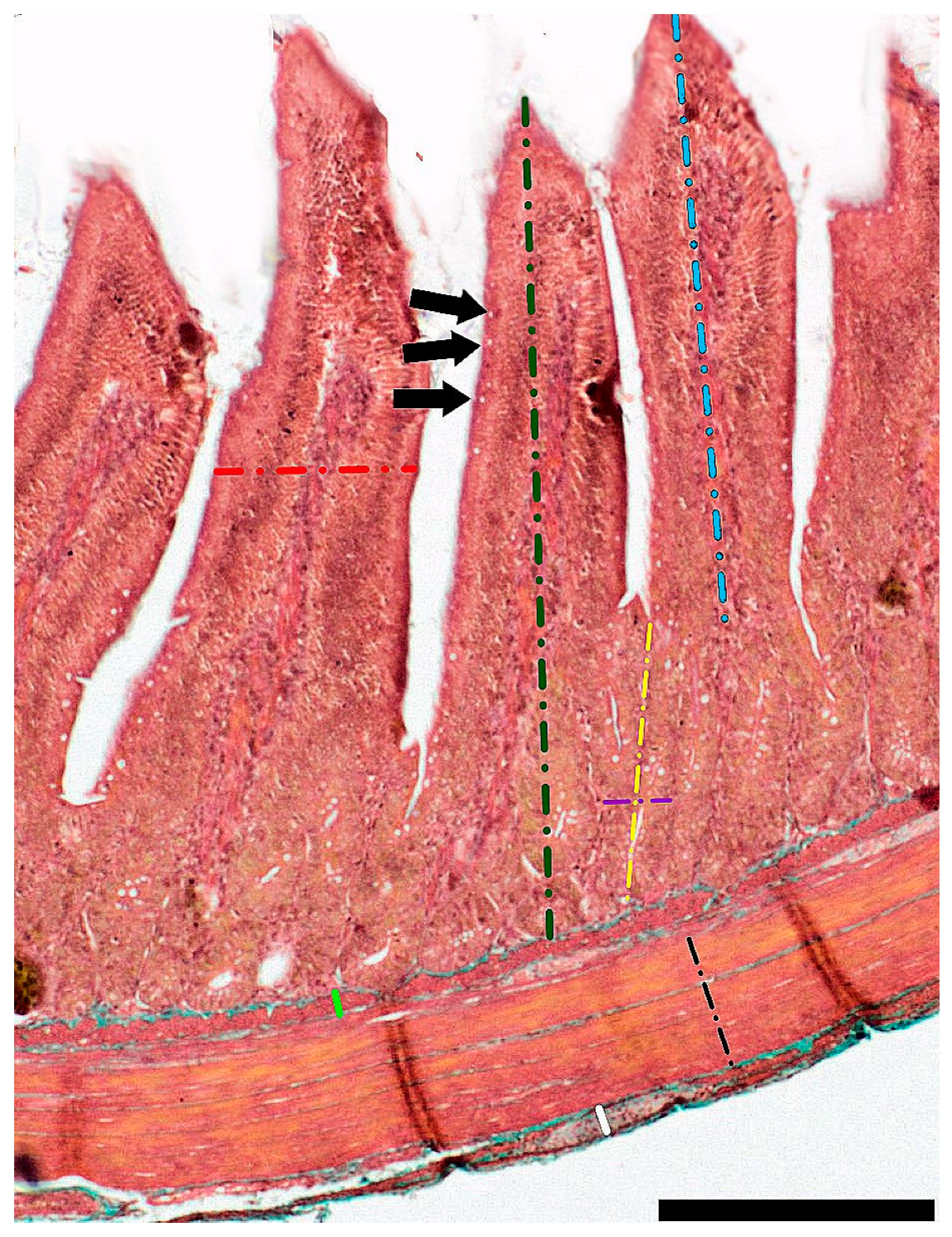 Animals 13 03292 g001