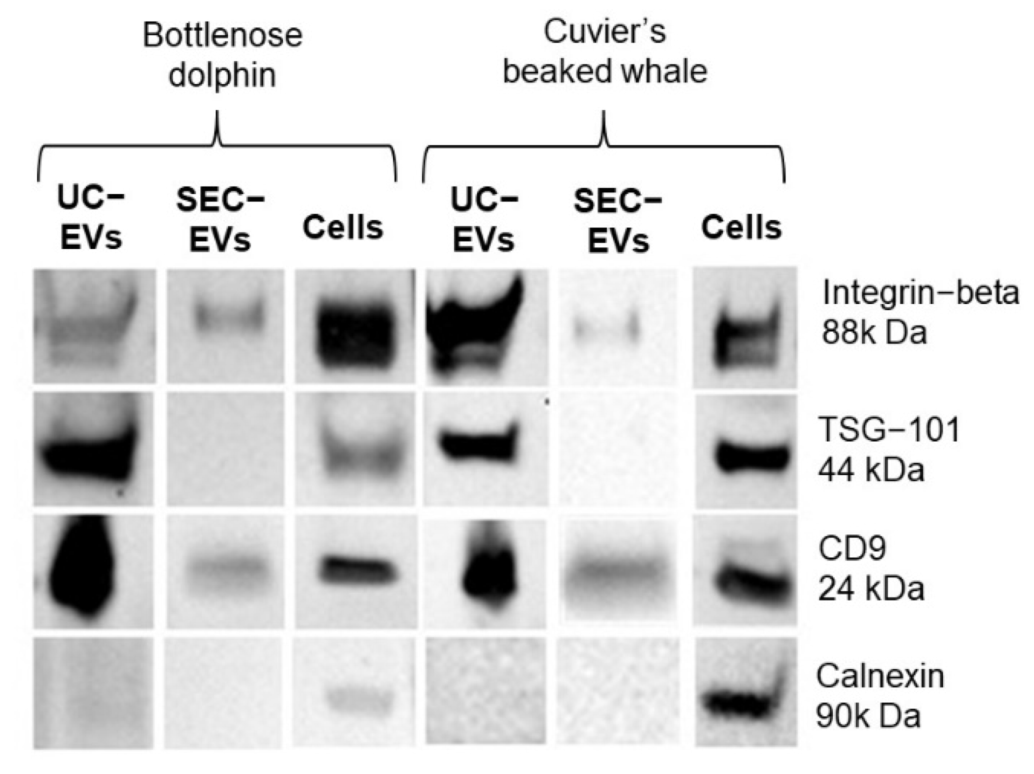 Animals 13 03304 g002