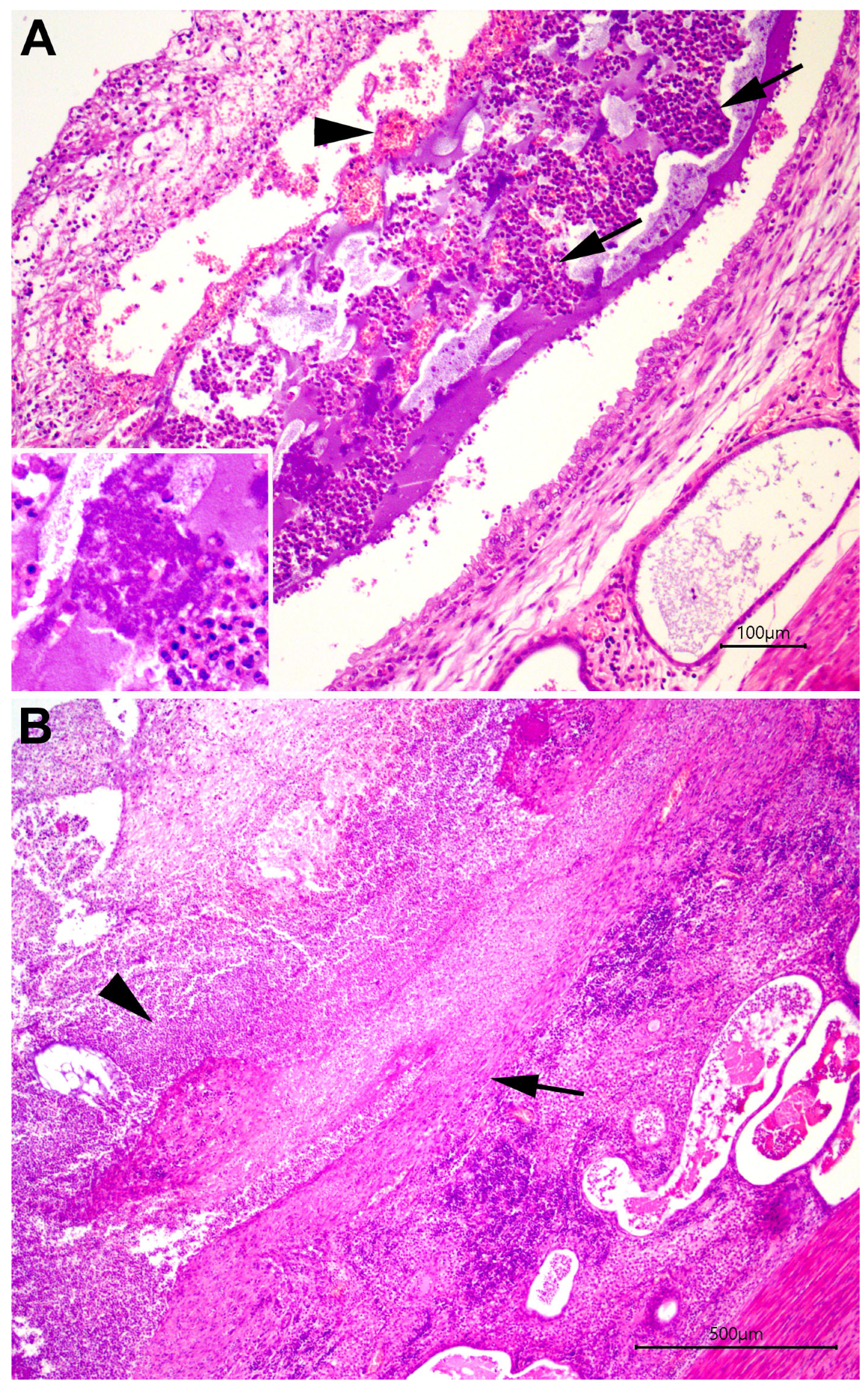 Animals 13 03310 g002