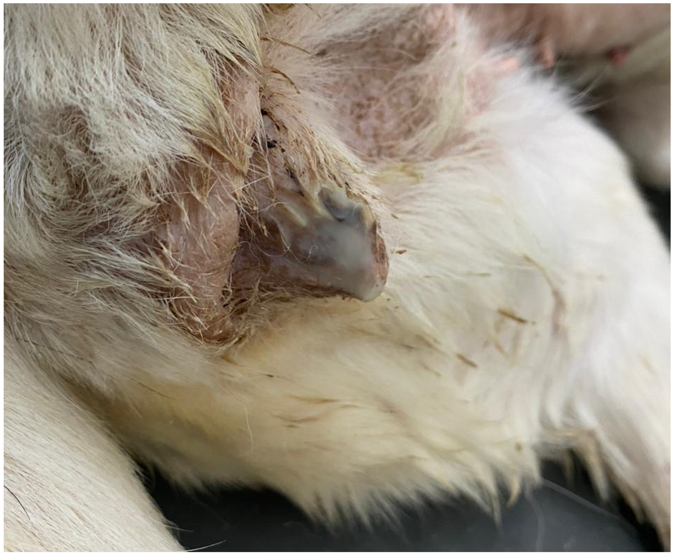 Animals 13 03310 g004