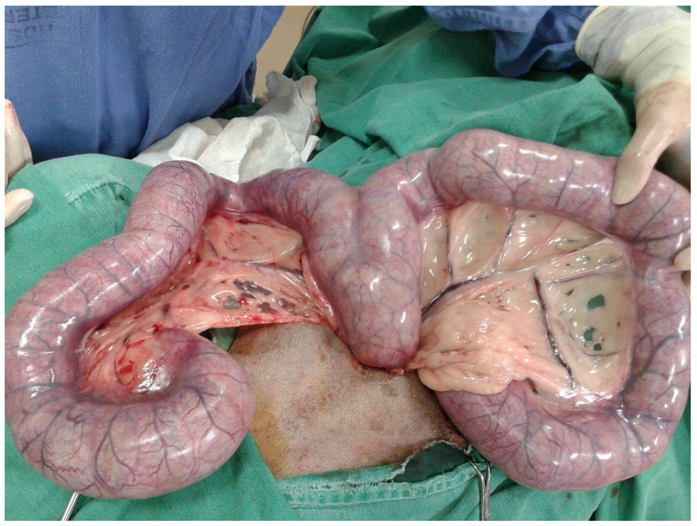 Animals 13 03310 g005