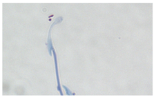 Animals 13 03324 i009