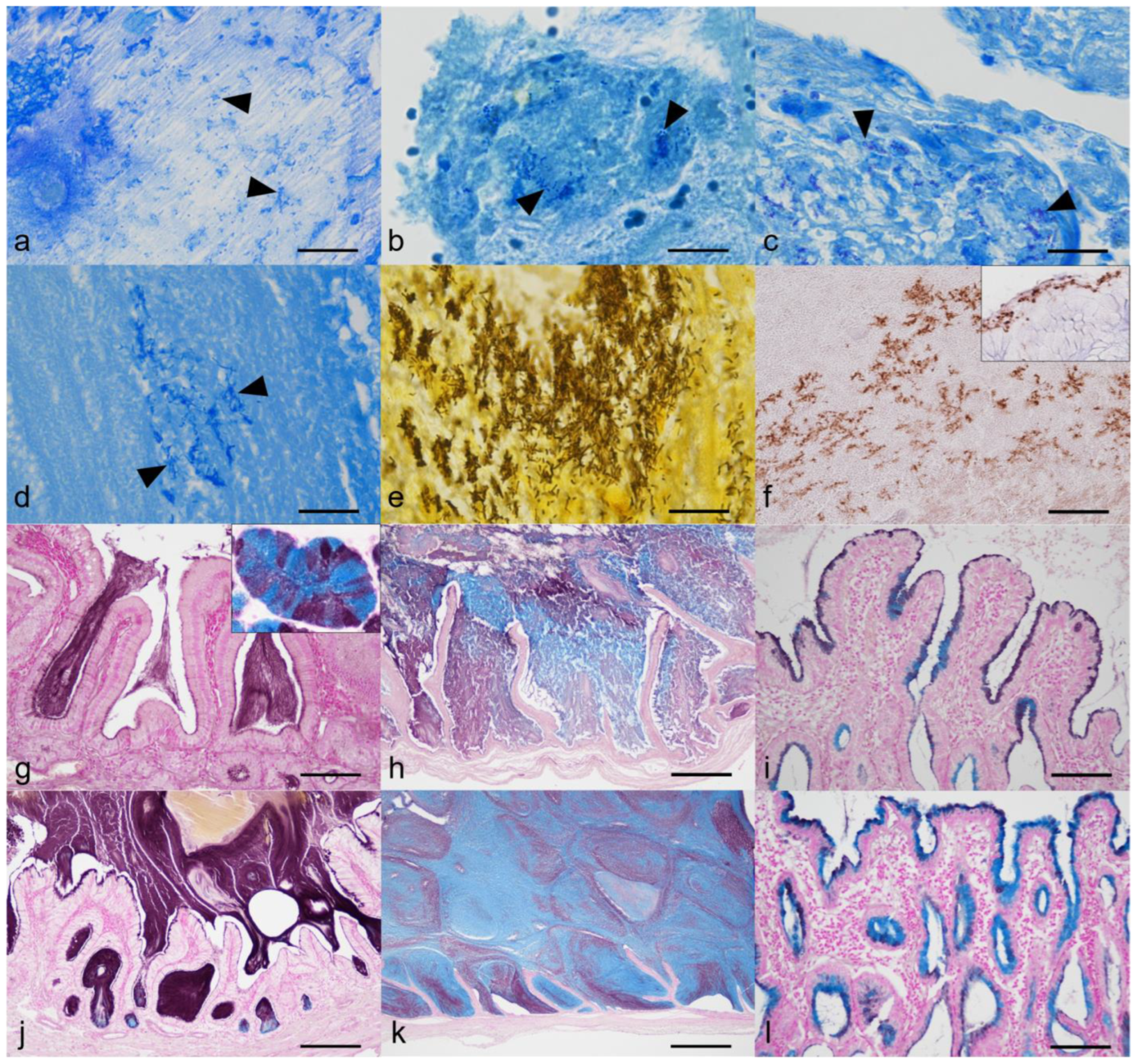 Animals 13 03335 g003