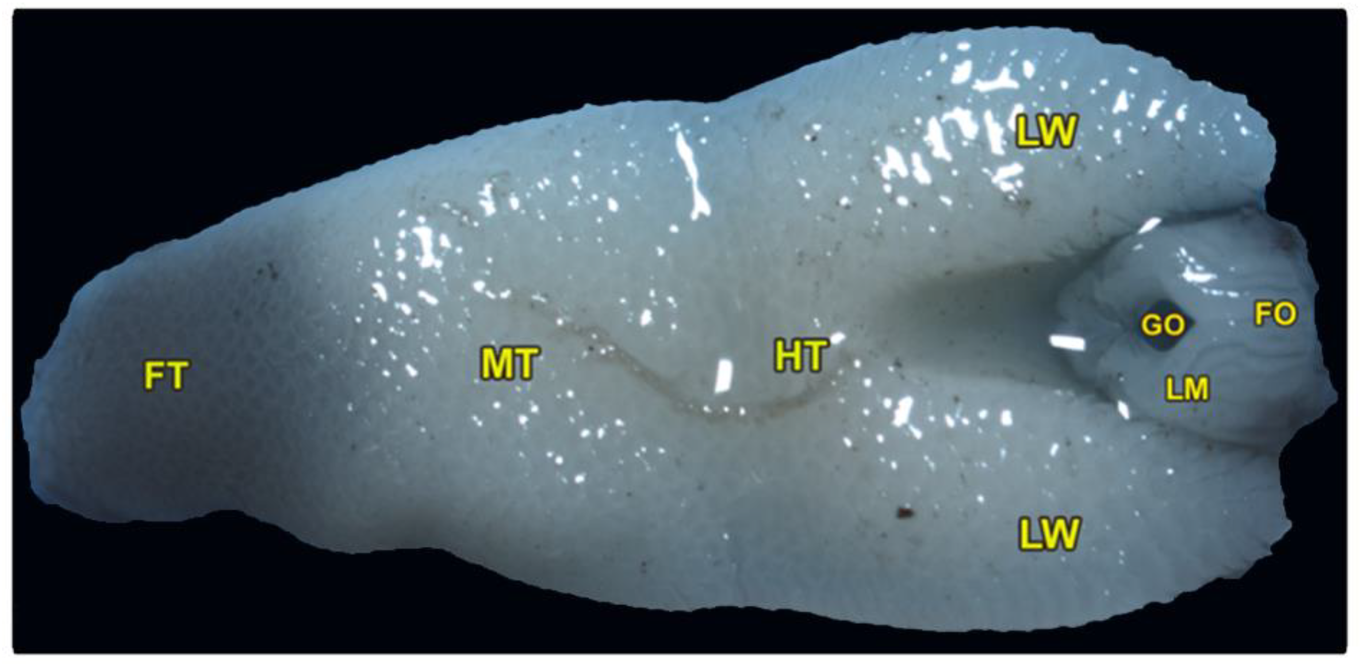 Animals 13 03336 g001