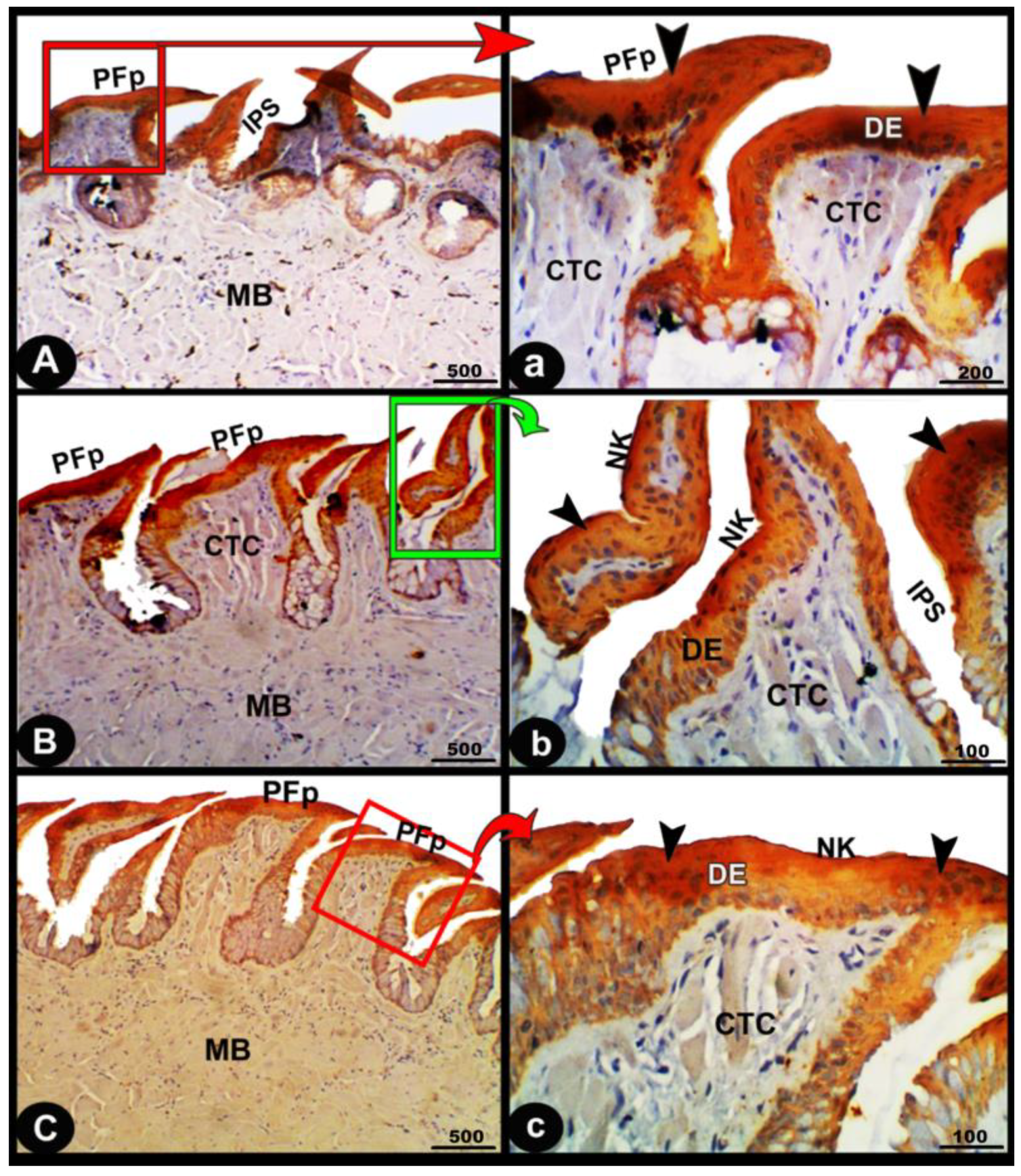 Animals 13 03336 g010