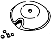 Animals 13 03340 i007