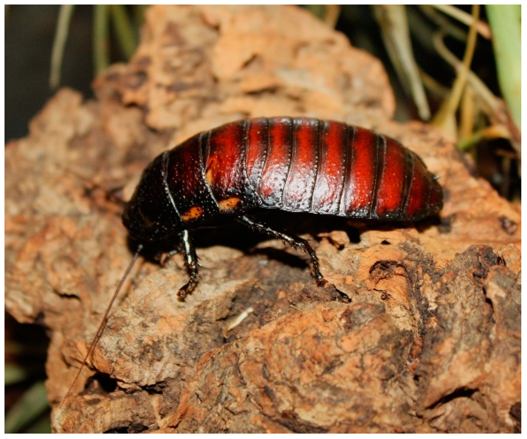 Animals 13 03351 g001