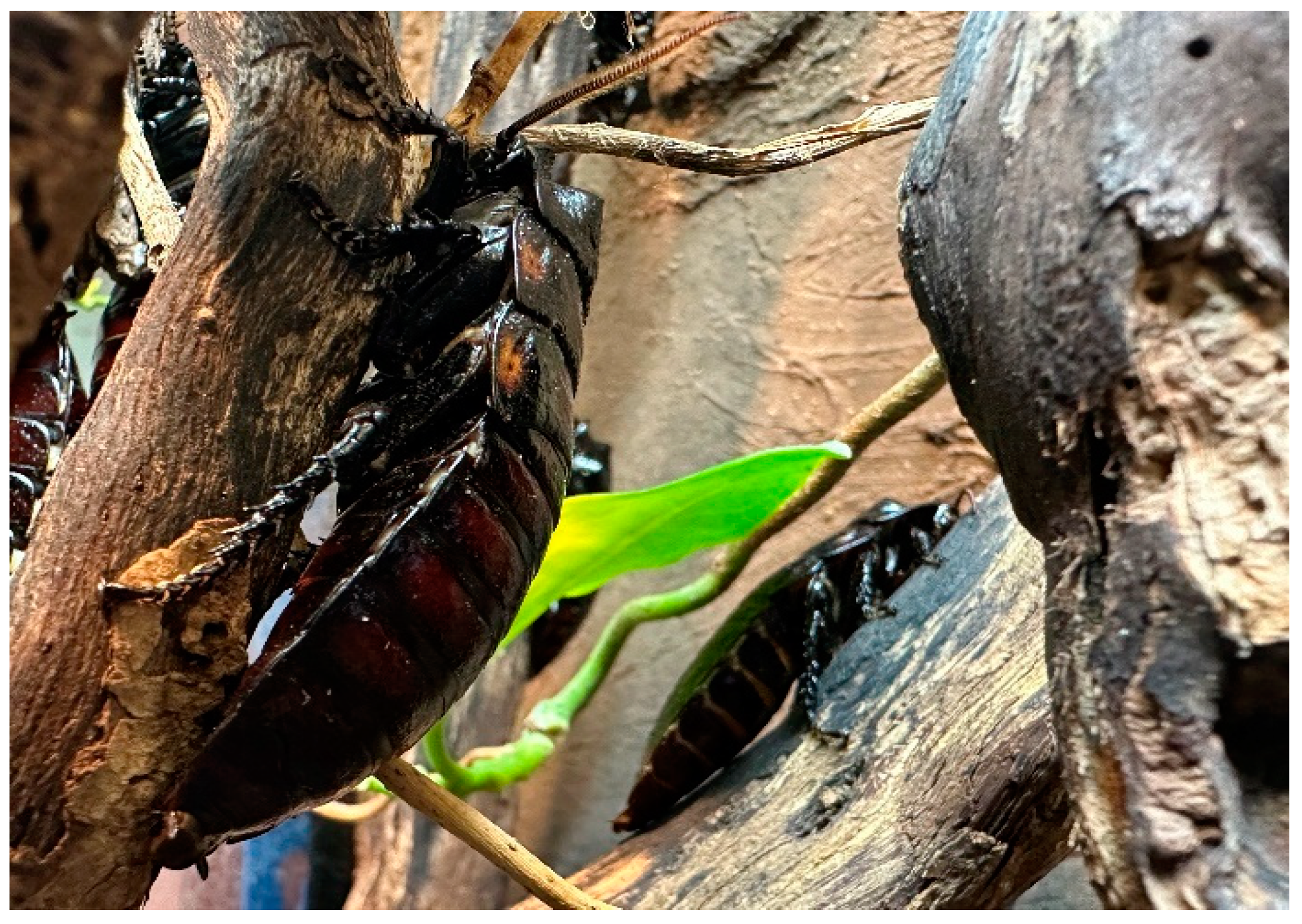 Animals 13 03351 g002