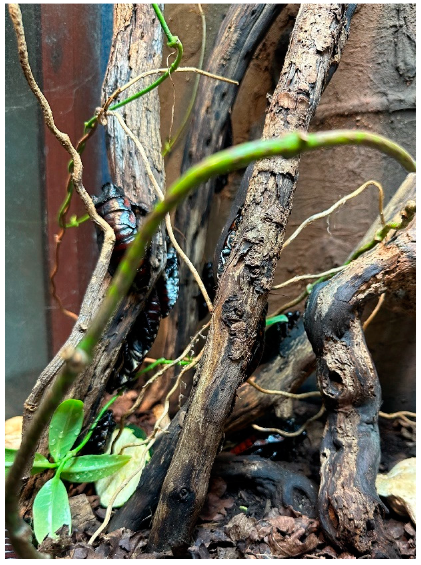 Animals 13 03351 g010