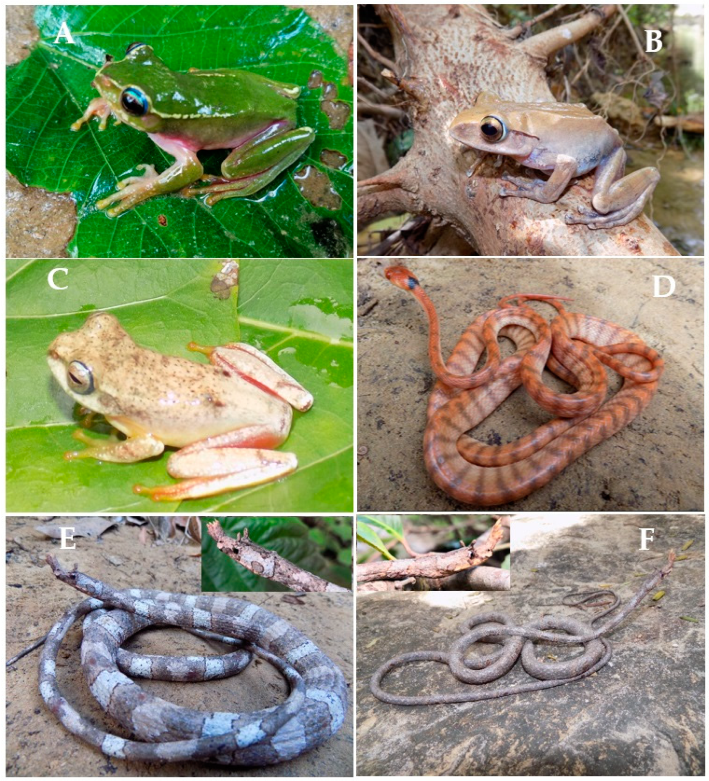 Animals 13 03361 g002