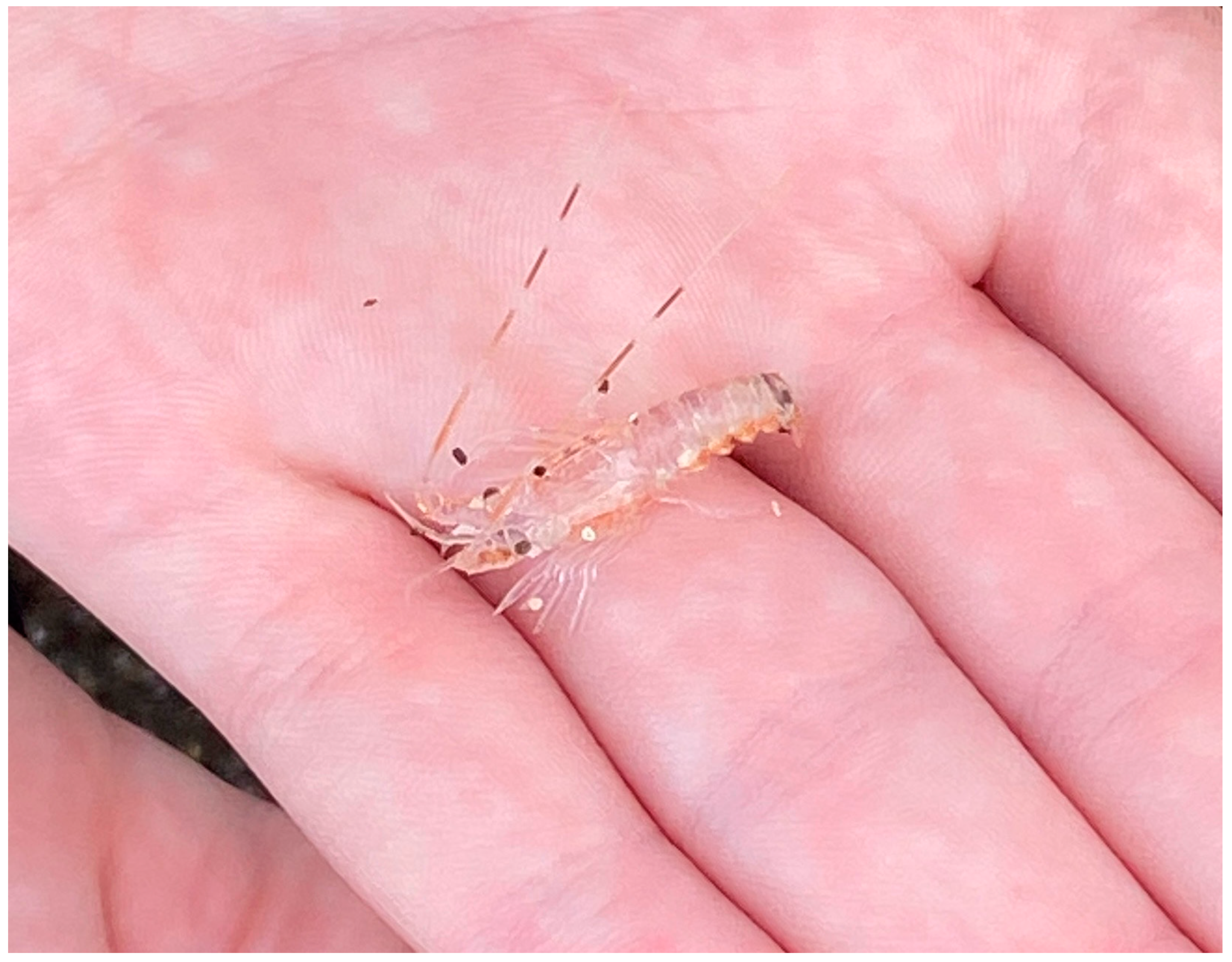 Animals 13 03375 g005