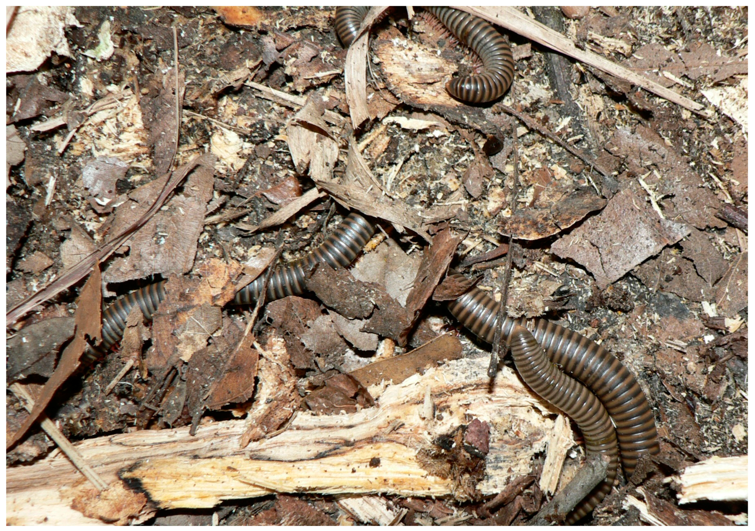 Animals 13 03375 g009