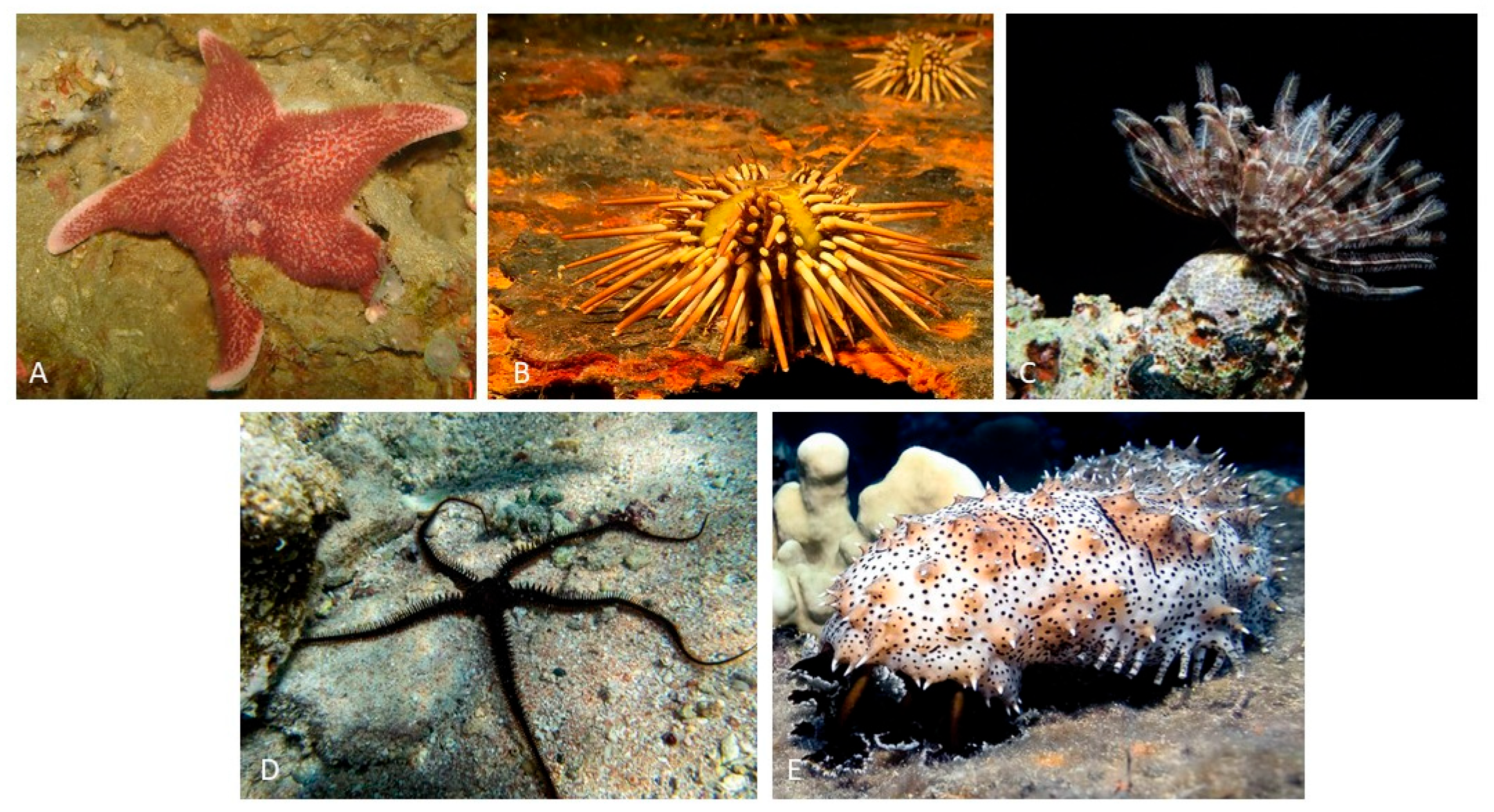 Animals 13 03377 g002