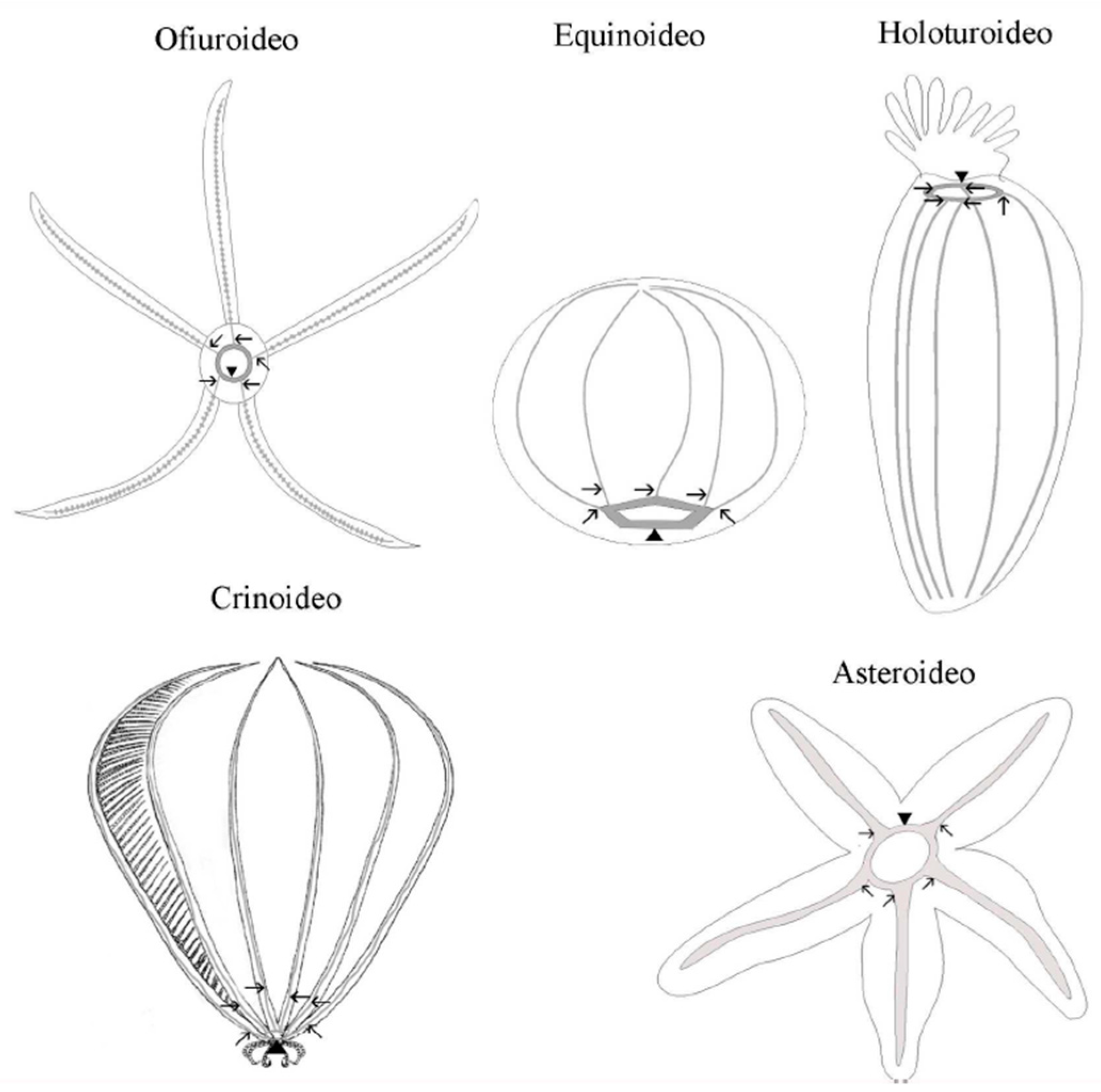 Animals 13 03377 g003