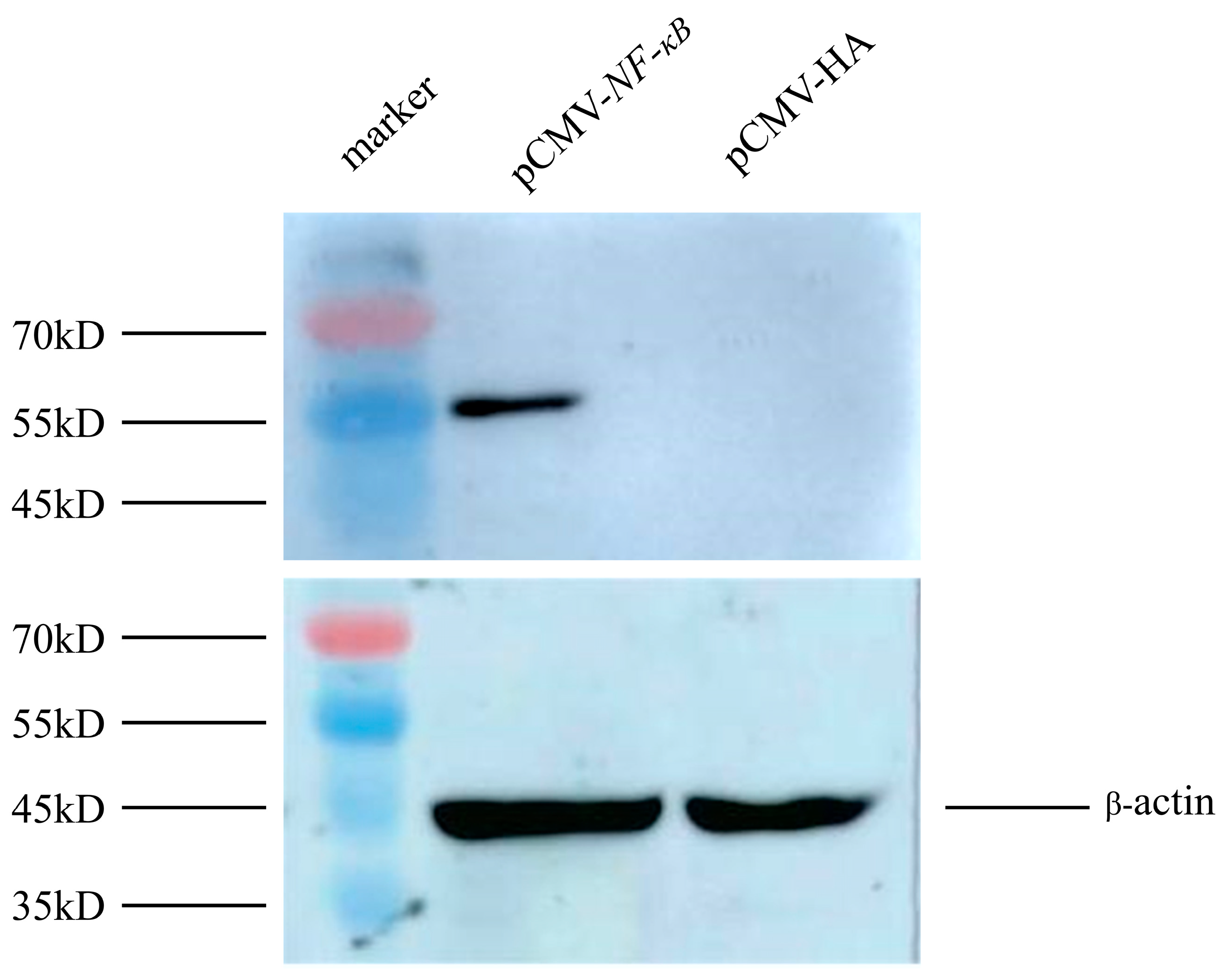 Animals 13 03401 g004