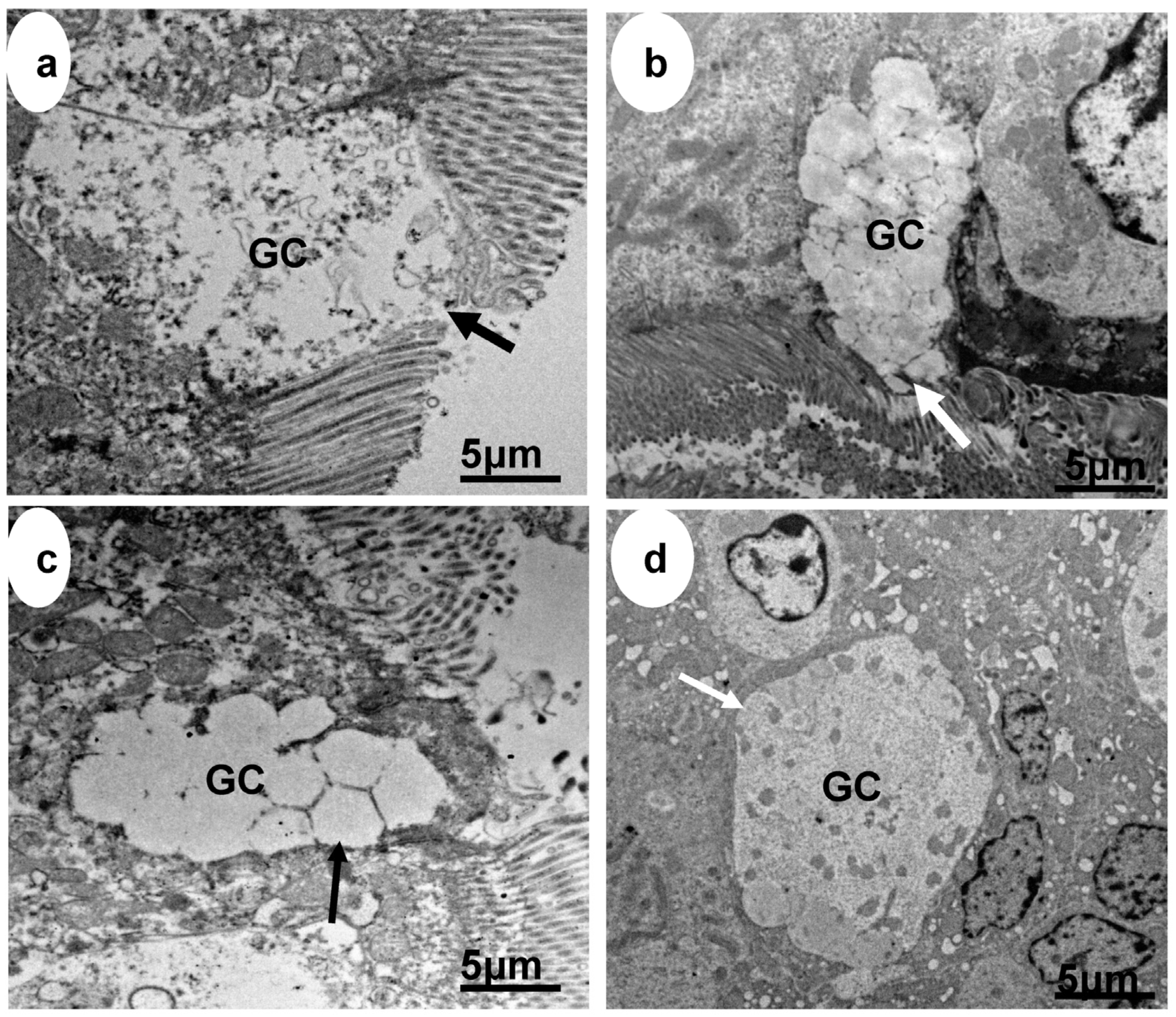 Animals 13 03407 g005