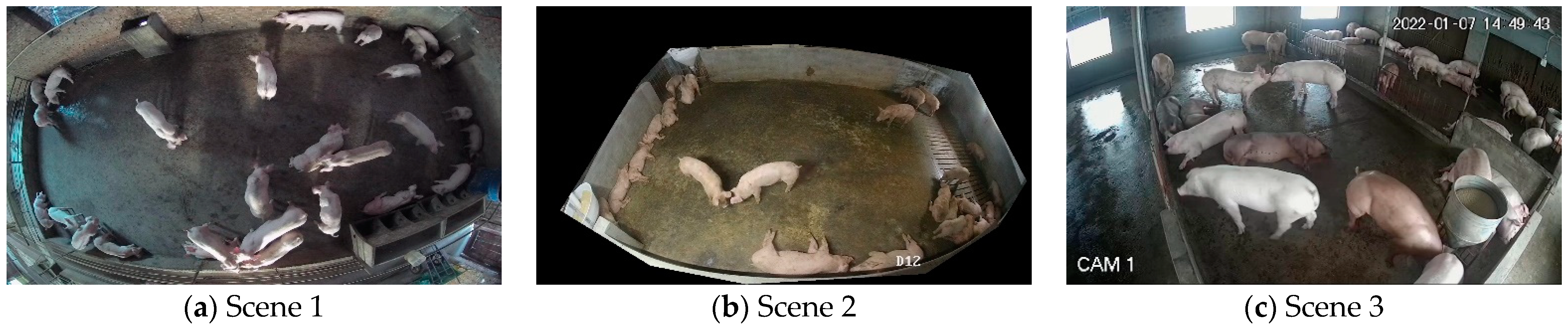 Animals 13 03411 g001