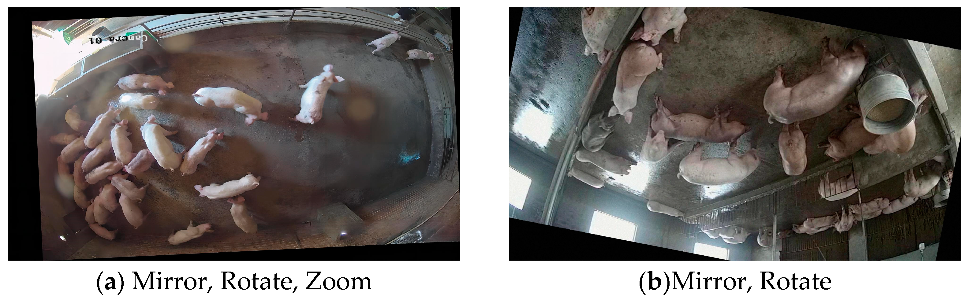 Animals 13 03411 g002