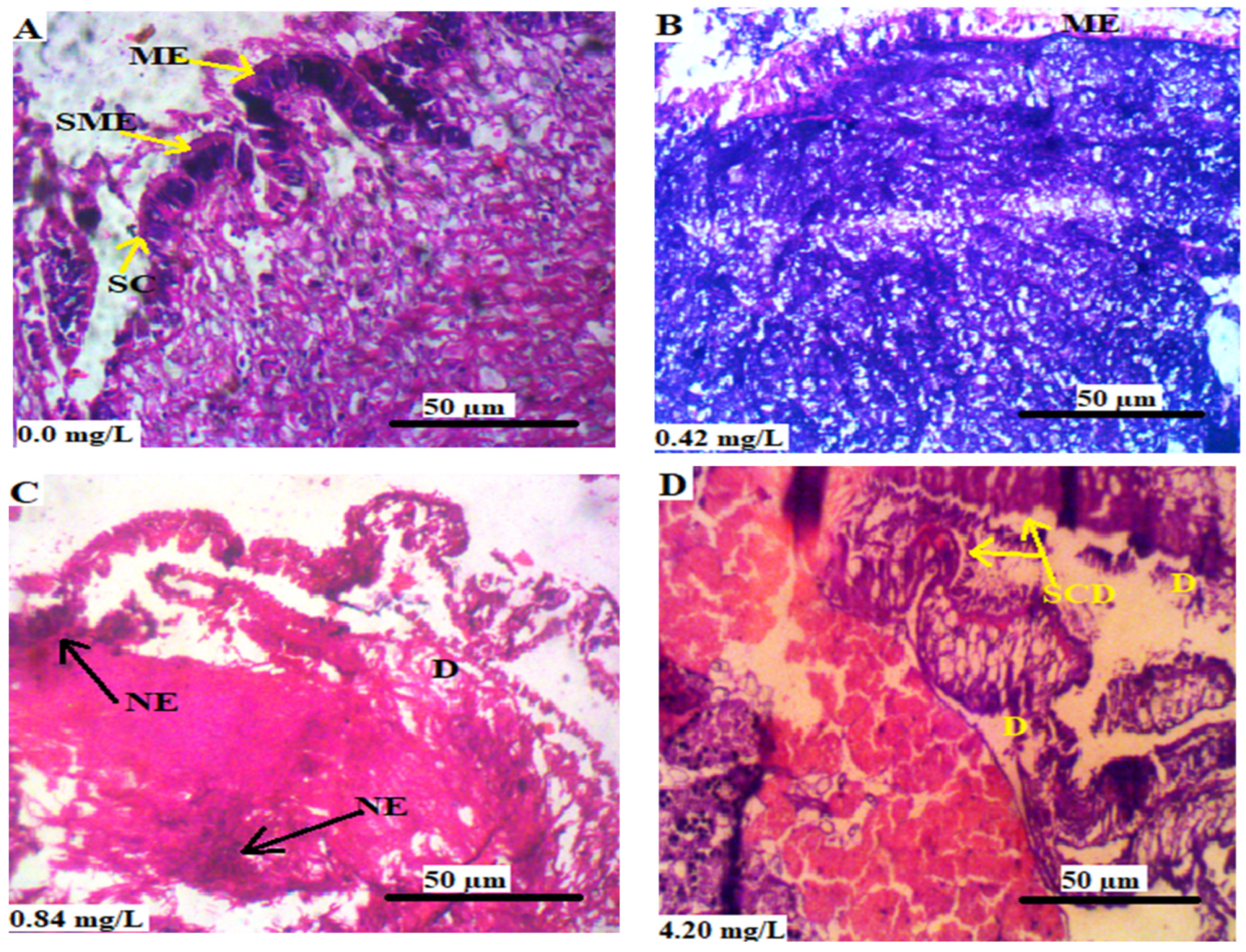 Animals 13 03412 g004