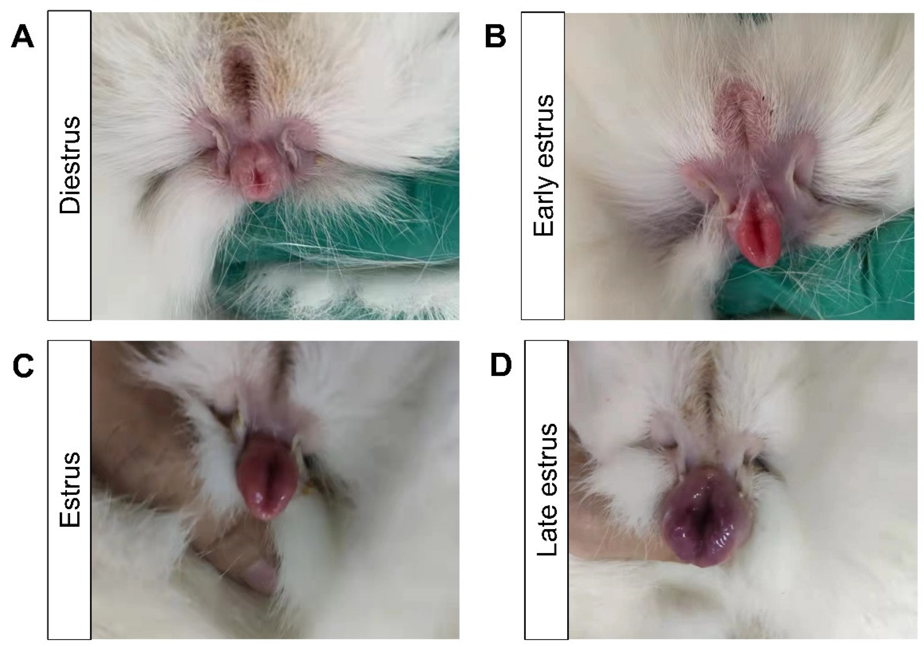 Animals 13 03414 g001