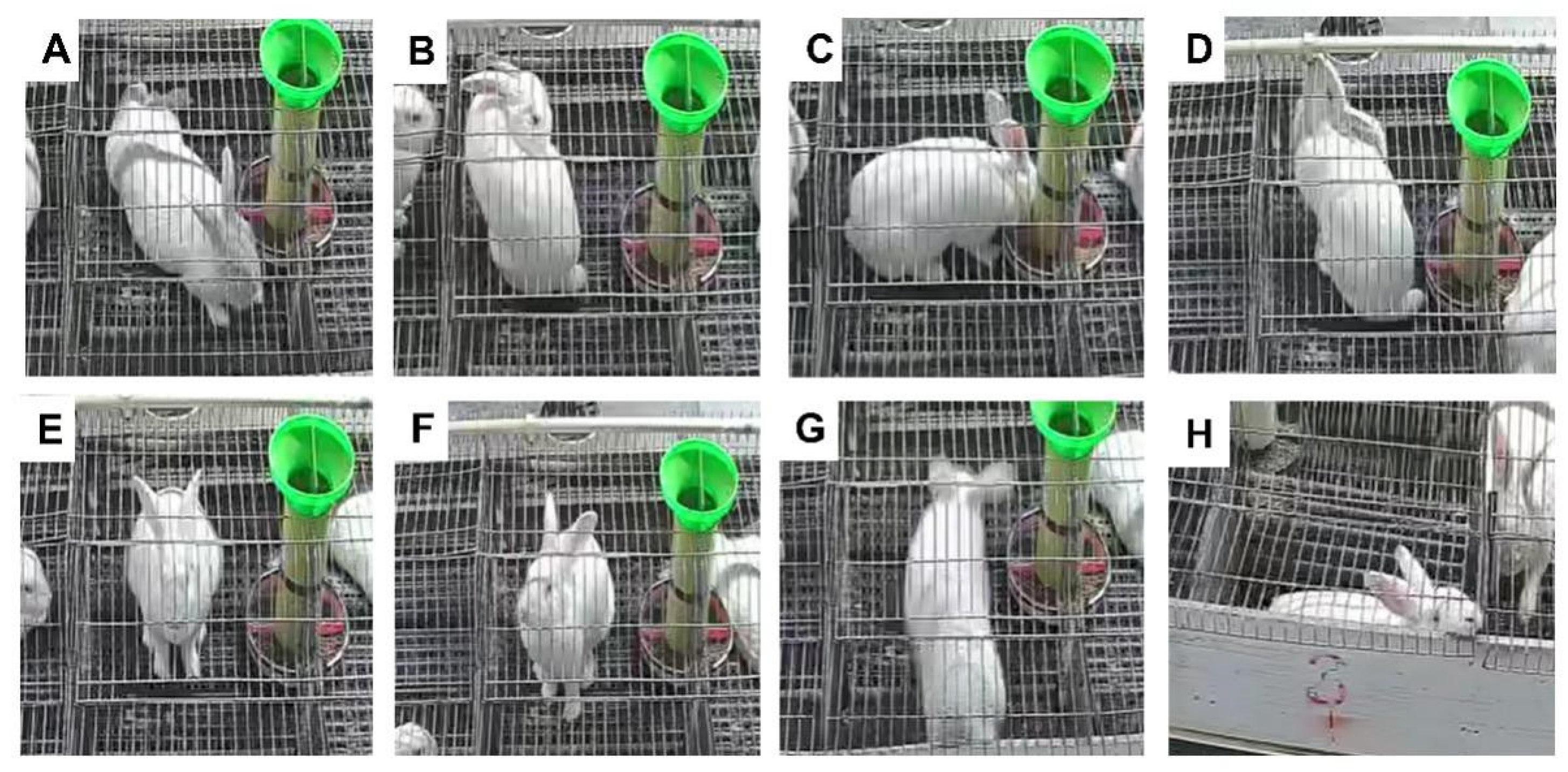 Animals 13 03414 g002