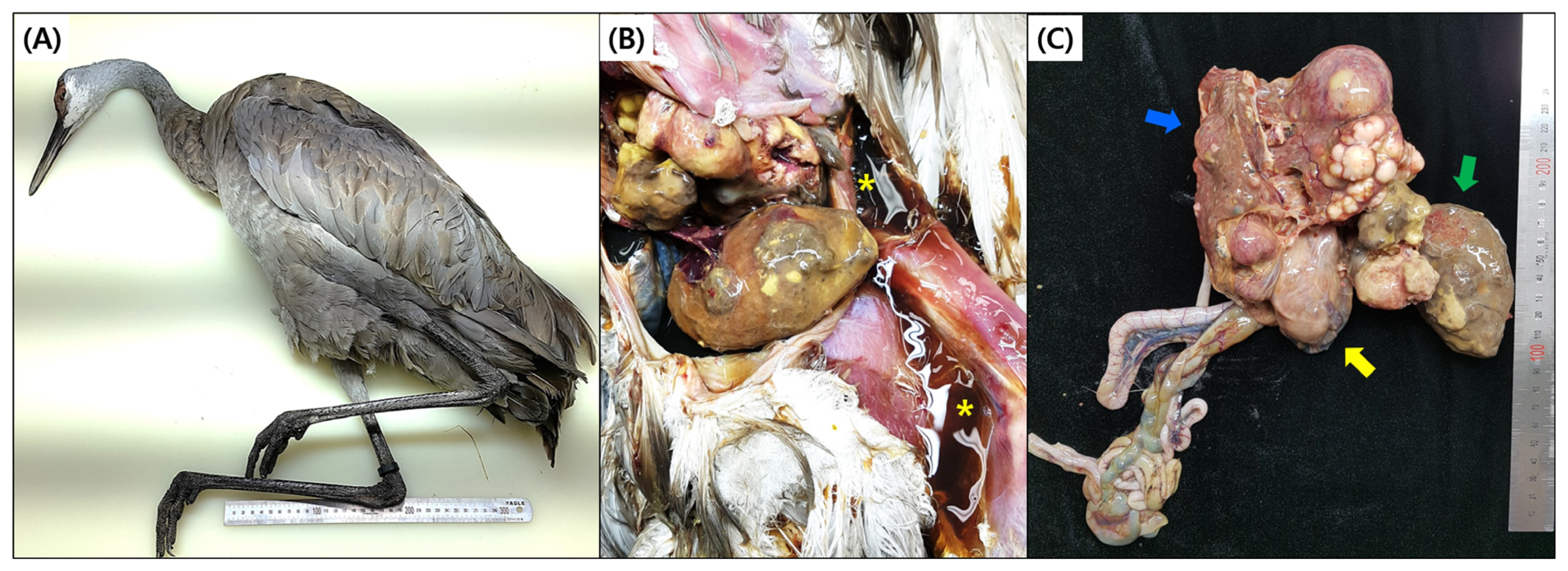 Animals 13 03469 g001