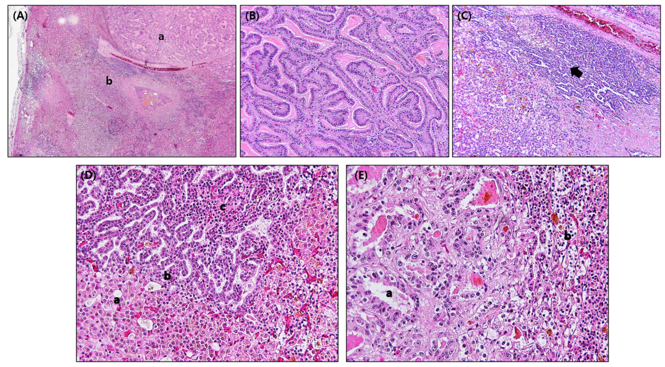 Animals 13 03469 g002