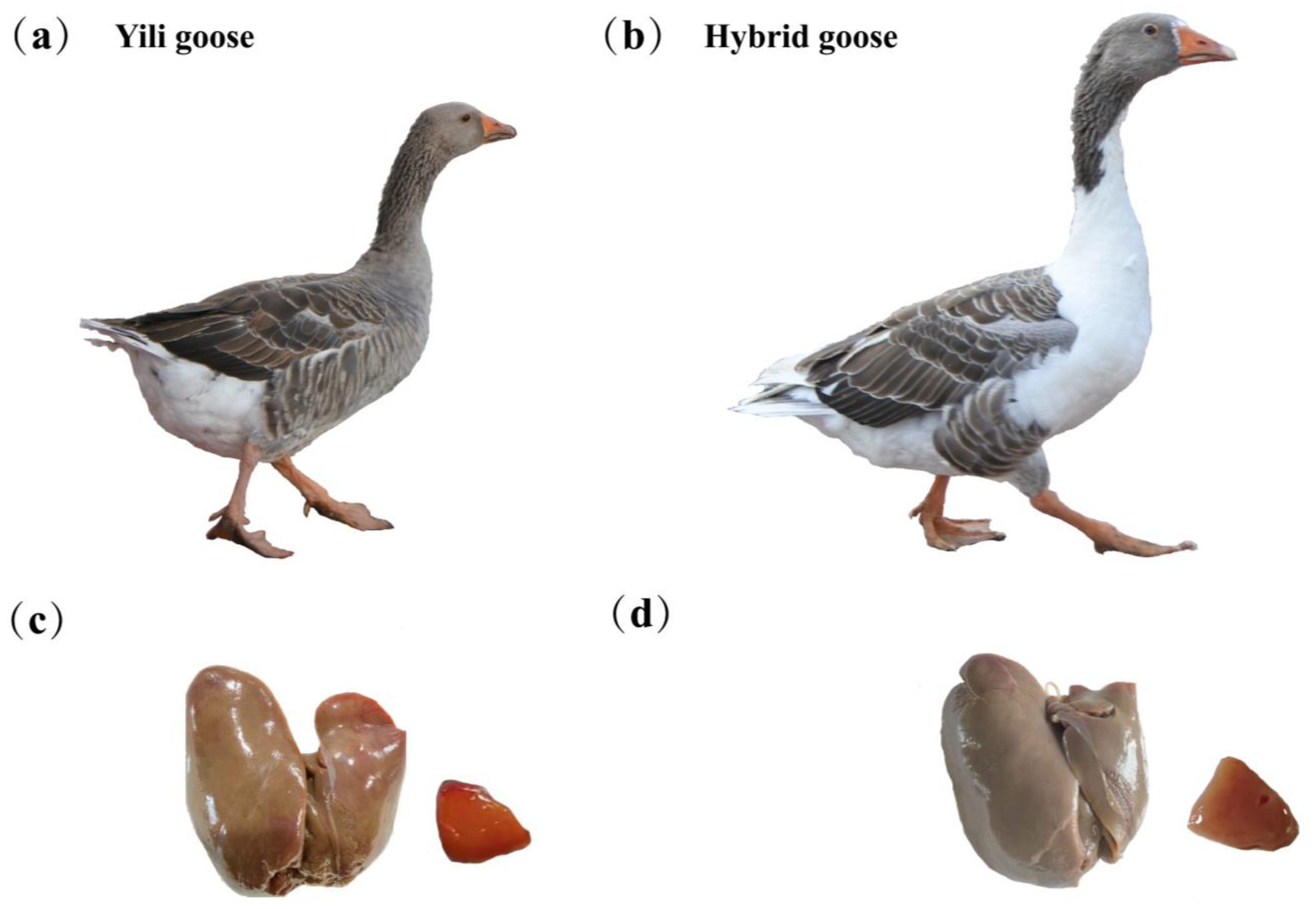 Animals 13 03473 g001